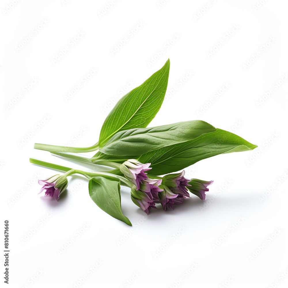 Photo of Comfrey, Isolated on white background Photo of Comfrey, Isolated on white background