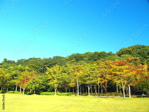 草原と林のある秋の21世紀の森と広場風景