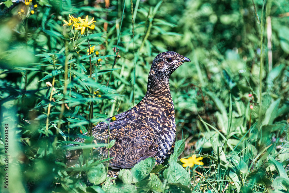 Ptarmigan in the green with flowering flowers Ptarmigan in the green with flowering flowers