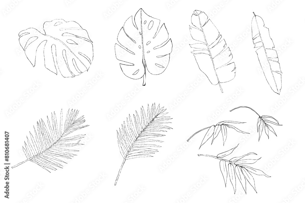 Tropical leaves sketch outline collection