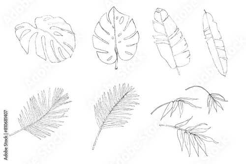 Tropical leaves sketch outline collection