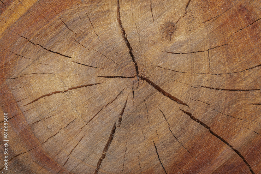 Fototapeta premium cross section of tree stump