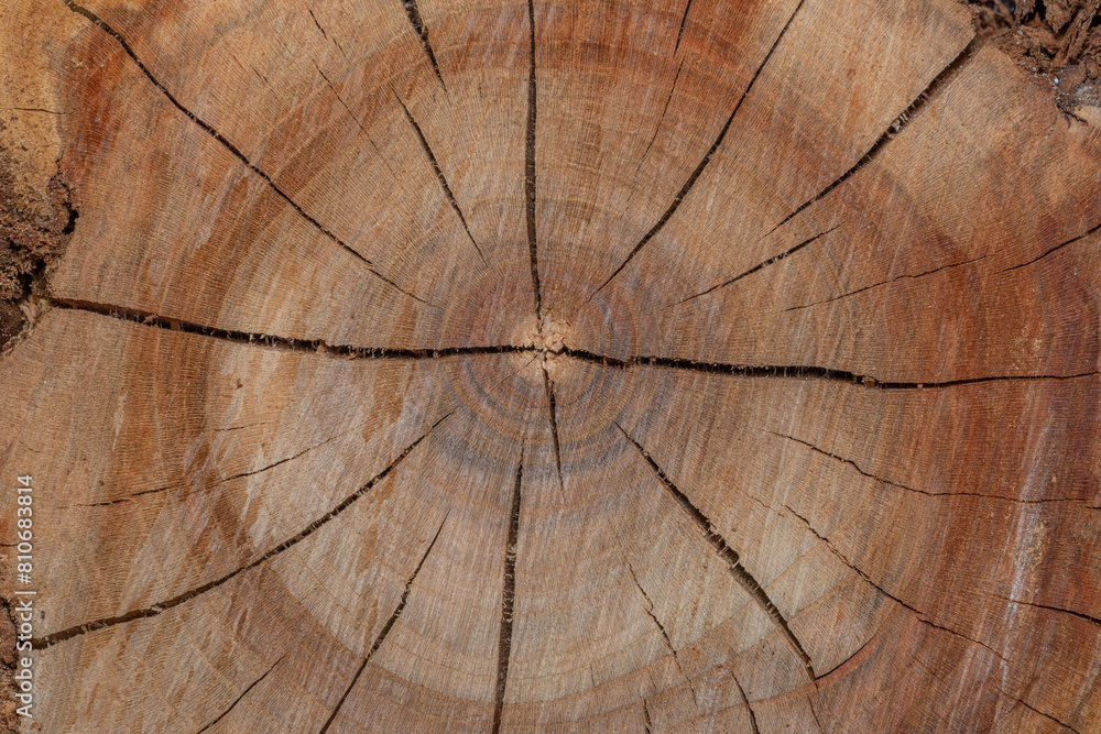 Fototapeta premium cross section of tree