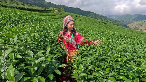 Tea garden farmers or worker wearing dresser work picking green tea leaves at tea plantation with mountain is green tea organic background business concept.	 photo