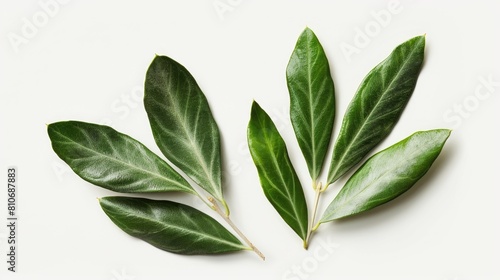 Fresh Sage Leaves Isolated on White Background