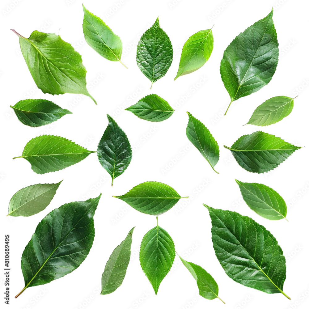 green leaves isolated on white green leaves isolated on white