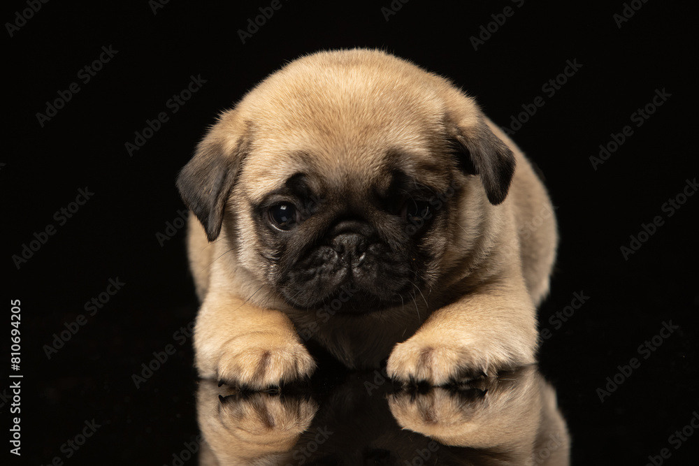 Pug puppy on a black background