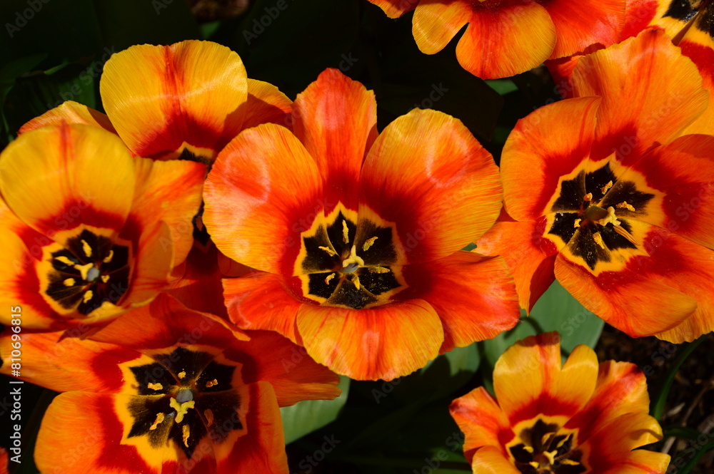 Bloom Flowers in Spring in the Town Walsrode, Lower Saxony Bloom Flowers in Spring in the Town Walsrode, Lower Saxony