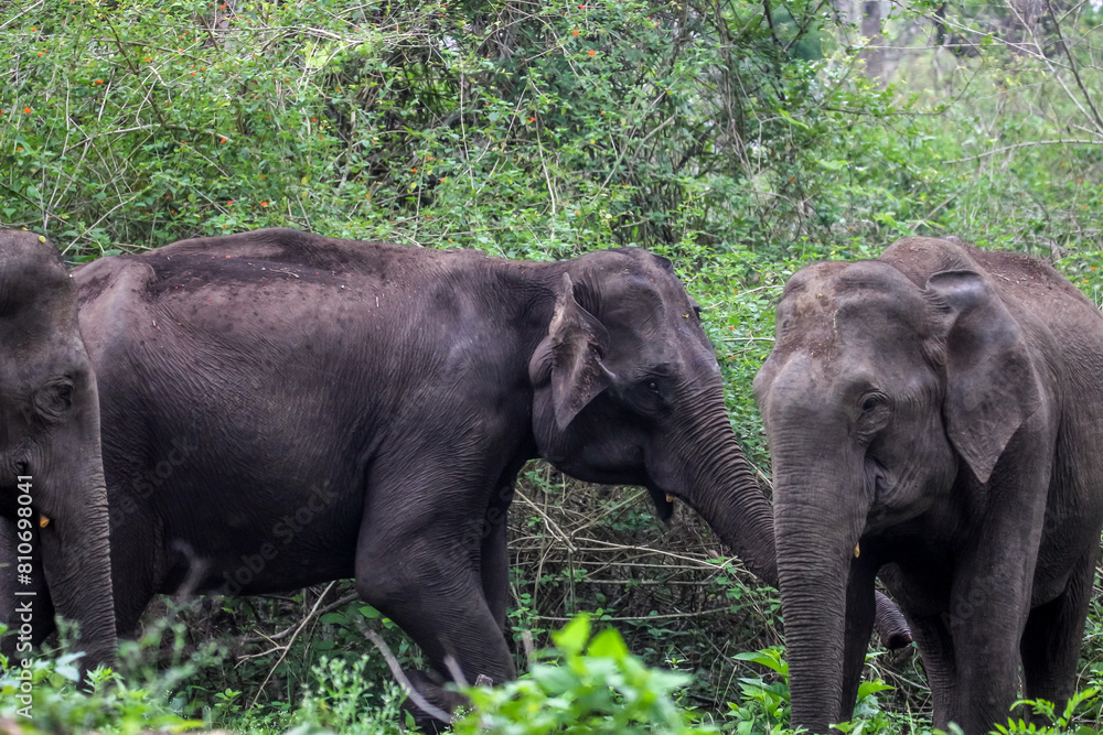 Elephant in Indian wildlife, Mudumalai tiger reserve and wildlife sanctuary in Tamilnadu India