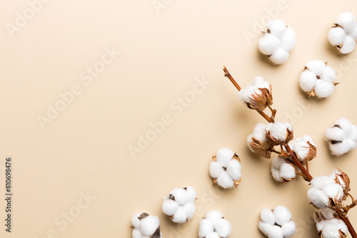 Autumn Floral composition. Dried white fluffy cotton flower branch top view on colored table with copy space