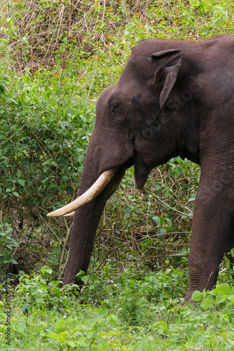 Elephant in Indian wildlife  Mudumalai tiger reserve and wildlife sanctuary in Tamilnadu India
