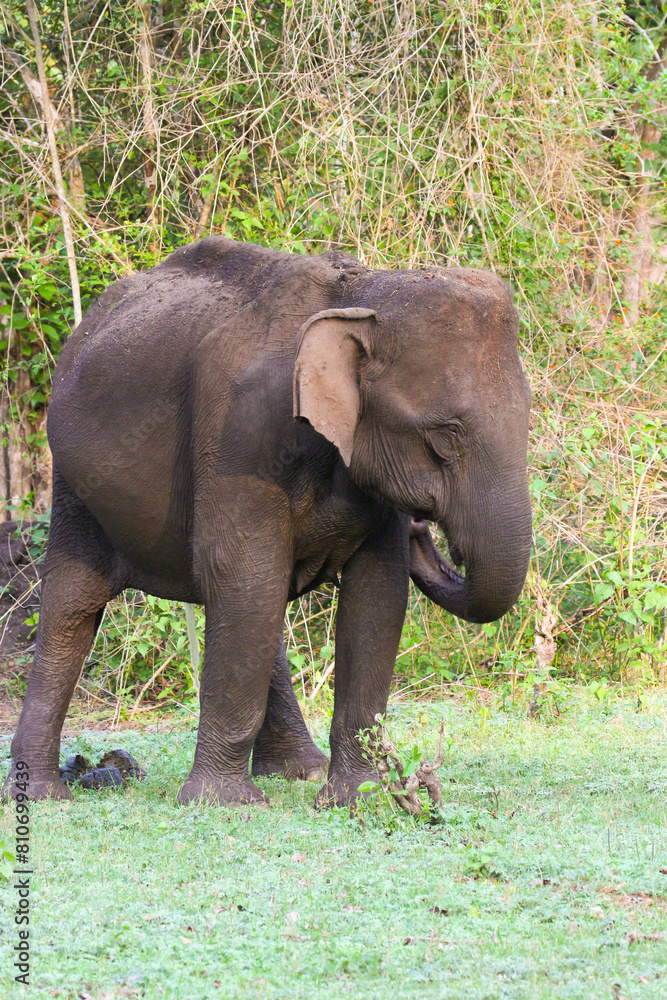 Elephant in Indian wildlife, Mudumalai tiger reserve and wildlife sanctuary in Tamilnadu India