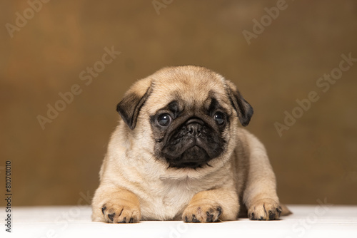 Fototapeta Naklejka Na Ścianę i Meble -  Pug puppy on a brown background
