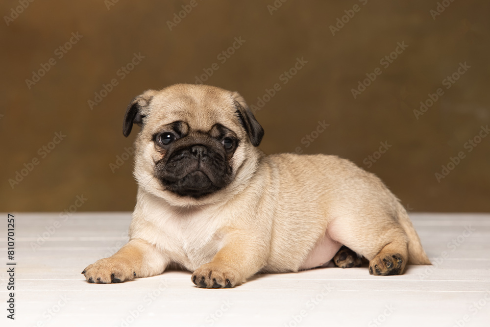 Obraz premium Pug puppy on a brown background