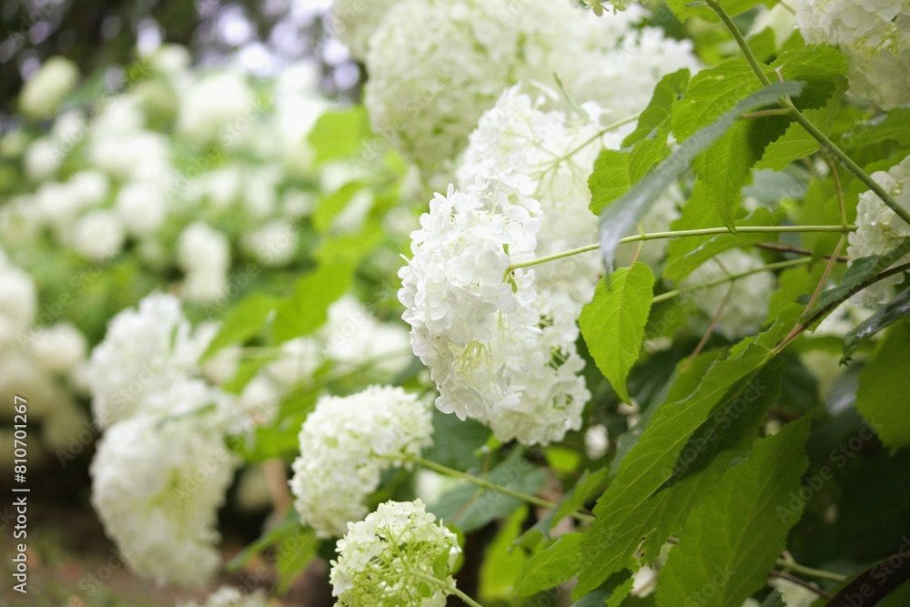 白い紫陽花 白い紫陽花