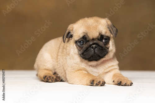 Pug puppy on a brown background © Игорь Олейник