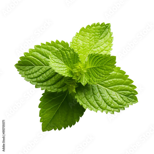 Lemon balm isolated on transparent background