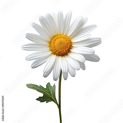 Lovely daisy flower isolated on transparent background