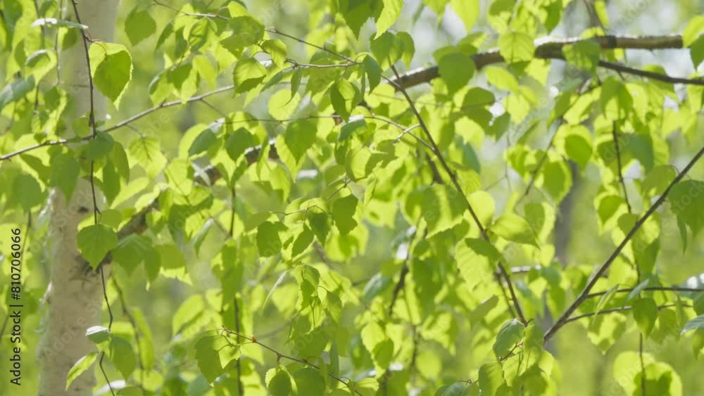 Flower branch forest grass beautiful blossom spring sun wind slow motion Flower branch forest grass beautiful blossom spring sun wind slow motion