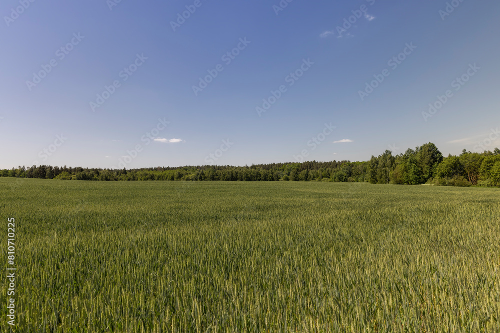 a field with green wheat in sunny weather a field with green wheat in sunny weather