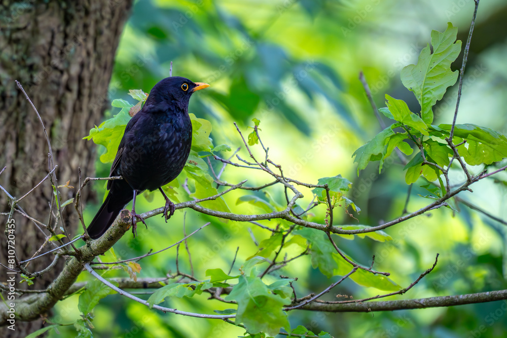 Obraz premium Eine Amsel sitzt auf einem Zweig eines Baumes im Frühling.