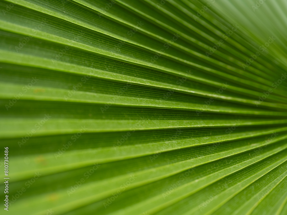 texture of palm tree leaf texture of palm tree leaf