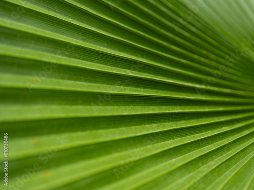  texture of palm tree leaf