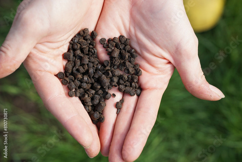 Organic fertilizers in gardener's hand