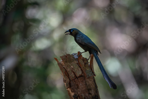 Small birds in Ma Da forest in Vinh Cuu district, Dong Nai province, Vietnam	 photo