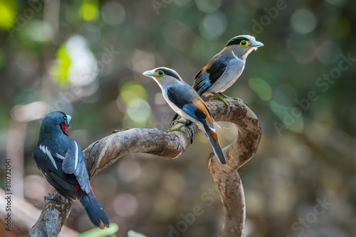 Small birds in Ma Da forest in Vinh Cuu district, Dong Nai province, Vietnam	 photo