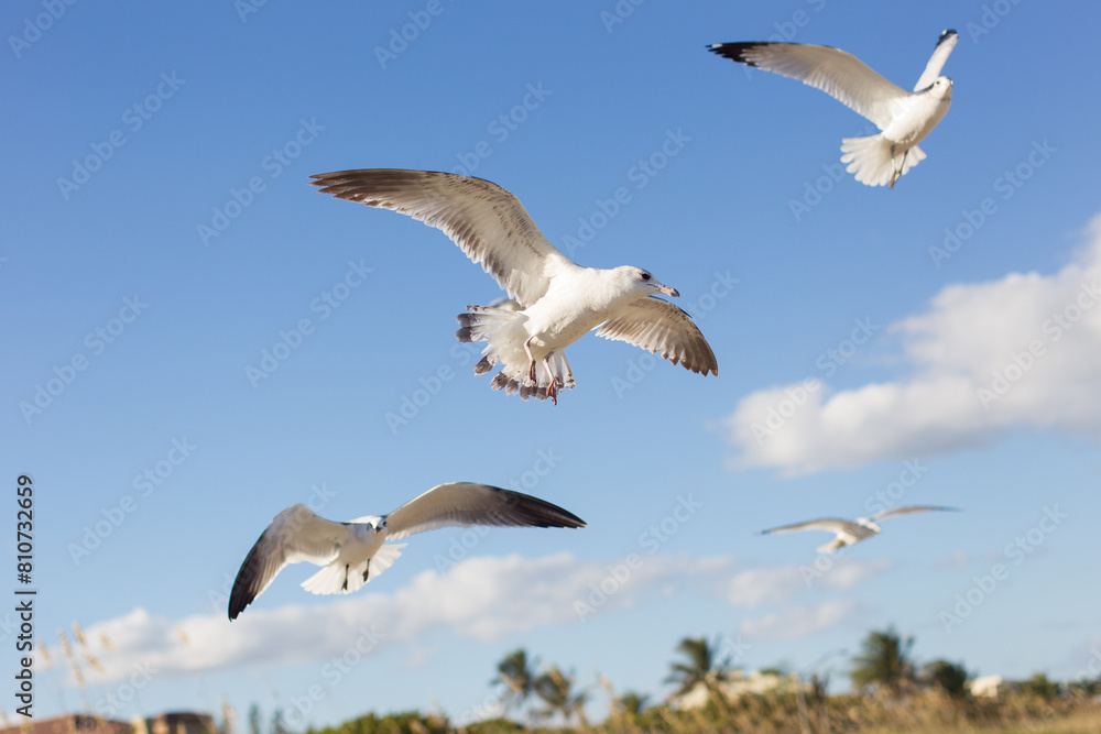 Obraz premium Möwen am strahlend blauen Himmel mit schönen wolken