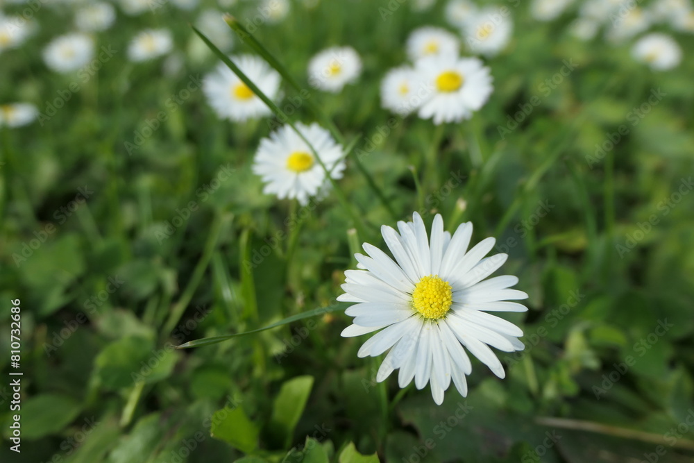 Close-up of daisies in a meadow