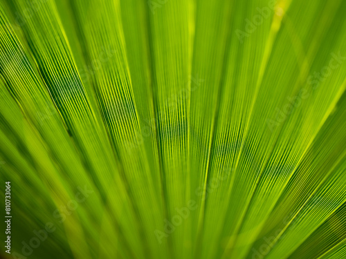  texture of palm tree leaf