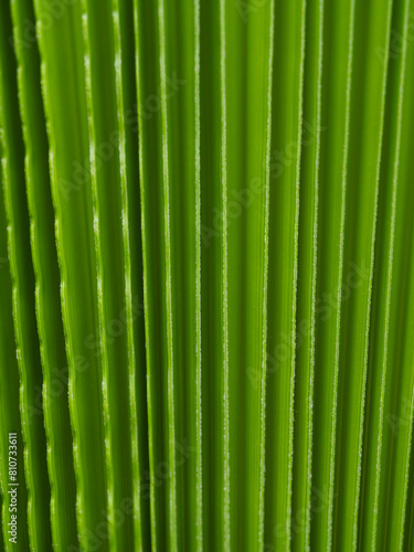  texture of palm tree leaf