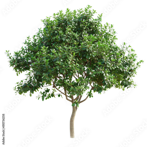 tree isolated on white background