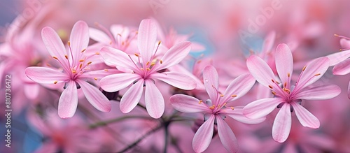 Pink spider flowers create a vibrant and eye catching backdrop with plenty of copy space for your images © HN Works