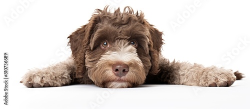 A cheerful Lagotto Romagnolo dog of large size resting on a white background exhibiting a delightful and amusing nature Ideal for copy space image photo