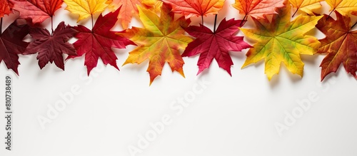 A vibrant arrangement of maple leaves is placed as a decorative element against the backdrop of a white surface creating a captivating copy space image