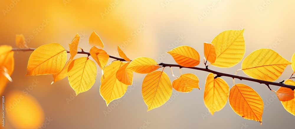 A close up copy space image of vibrant yellow autumn leaves