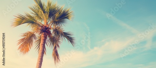 A tropical palm tree stands against a bright sky creating a picturesque summer vacation and nature travel concept The image has a vintage tone filter color style. Creative banner. Copyspace image