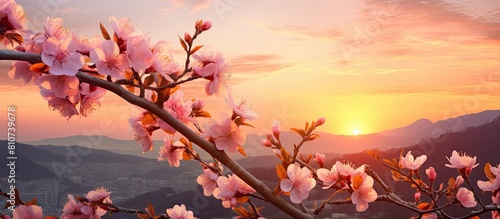 A beautiful sunset scene with peach blossoms in full bloom providing a picturesque copy space image © HN Works