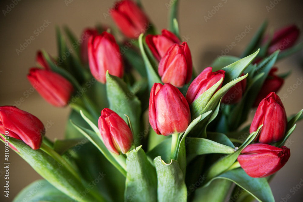 Fototapeta premium tulipani