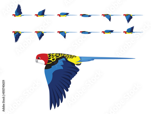 Bird Parrot Eastern Rosella Flying Animation Sequence Cartoon Vector