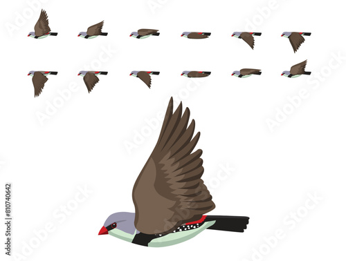Bird Finch Diamond Firetail Flying Animation Sequence Cartoon Vector photo