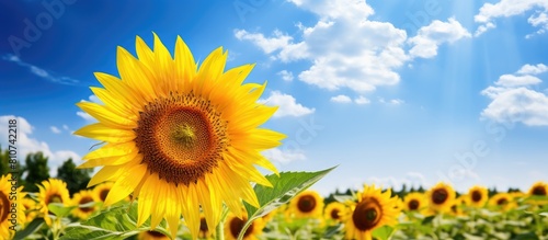 A beautiful sunflower plant is depicted in a realistic landscape in a farm garden field with a blue sky and clouds in the background The image is a close up shot captured outdoors. Creative banner