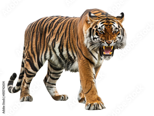 a majestic tiger walking with a determined look in its eyes. Its powerful presence exudes strength and confidence  making it a captivating sight to behold.