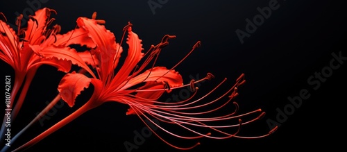 A vibrant red spider lily showcasing its full bloom in a visually stunning copy space image photo