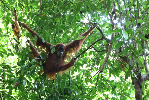 Sumatran orangutan in Gunung Leuser National Park, North Sumatra, Indonesia © Tom