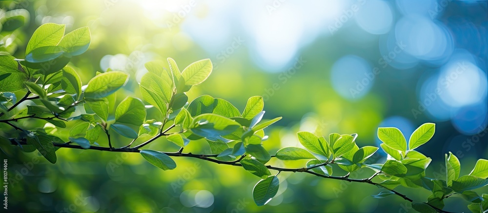 A vibrant summer scene with blur foliage and sunlight creating a bokeh background for copy space image A vibrant summer scene with blur foliage and sunlight creating a bokeh background for copy space image