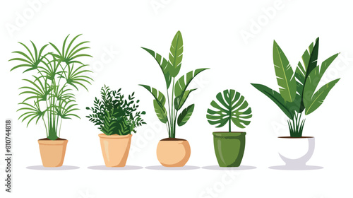 Four of different foliage indoor plants for house